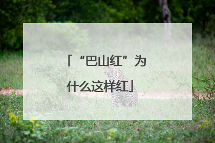 “巴山红”为什么这样红