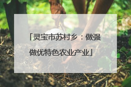 灵宝市苏村乡：做强做优特色农业产业