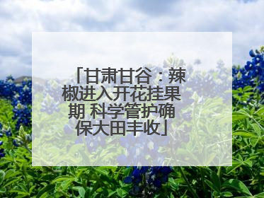 甘肃甘谷：辣椒进入开花挂果期 科学管护确保大田丰收