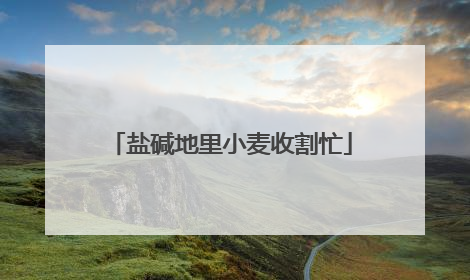 盐碱地里小麦收割忙