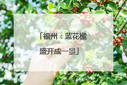 福州：蓝花楹盛开成一景