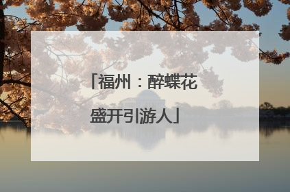 福州：醉蝶花盛开引游人