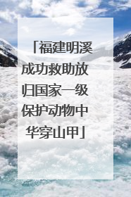 福建明溪成功救助放归国家一级保护动物中华穿山甲