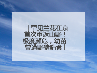 罕见兰花在京首次重返山野！极度濒危，幼苗曾遭野猪啃食