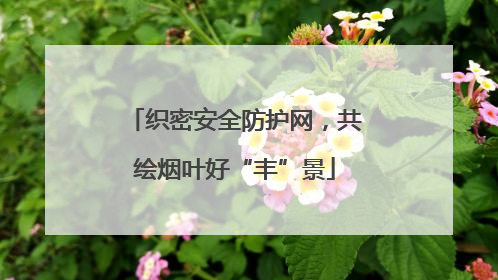 织密安全防护网，共绘烟叶好“丰”景