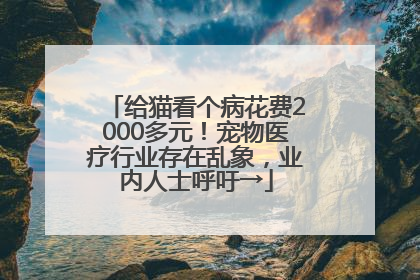 给猫看个病花费2000多元！宠物医疗行业存在乱象，业内人士呼吁→