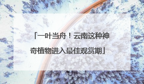一叶当舟！云南这种神奇植物进入最佳观赏期