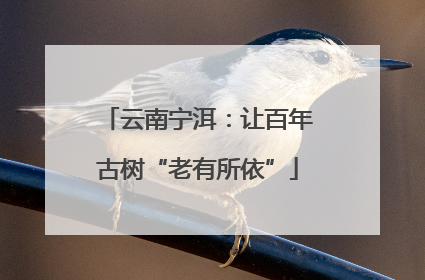 云南宁洱：让百年古树“老有所依”
