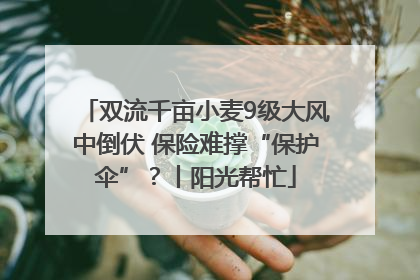 双流千亩小麦9级大风中倒伏 保险难撑“保护伞”？丨阳光帮忙