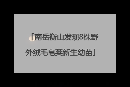 南岳衡山发现8株野外绒毛皂荚新生幼苗