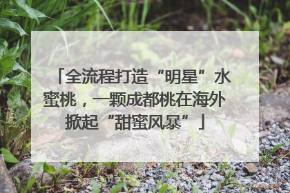 全流程打造“明星”水蜜桃，一颗成都桃在海外掀起“甜蜜风暴”