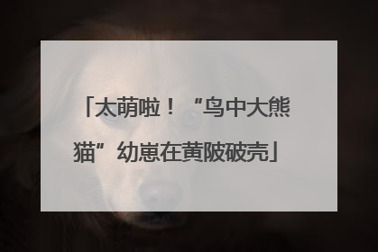 太萌啦！“鸟中大熊猫”幼崽在黄陂破壳