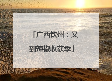 广西钦州：又到辣椒收获季
