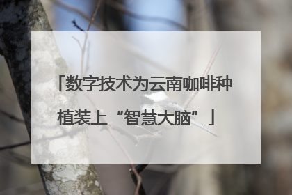 数字技术为云南咖啡种植装上“智慧大脑”