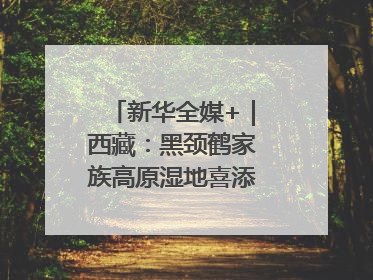新华全媒+｜西藏：黑颈鹤家族高原湿地喜添“萌宝”