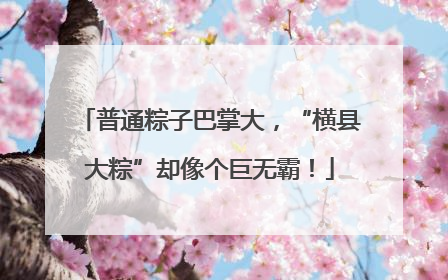 普通粽子巴掌大，“横县大粽”却像个巨无霸！