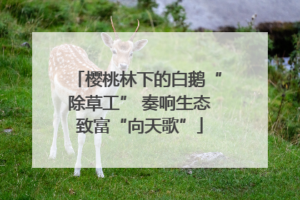 樱桃林下的白鹅“除草工” 奏响生态致富“向天歌”