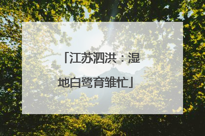 江苏泗洪：湿地白鹭育雏忙