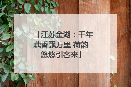 江苏金湖：千年藕香飘万里 荷韵悠悠引客来