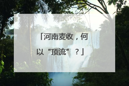 河南麦收，何以“顶流”？