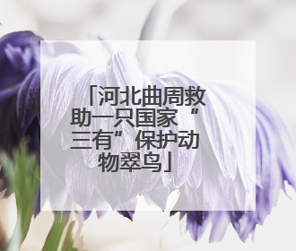 河北曲周救助一只国家“三有”保护动物翠鸟