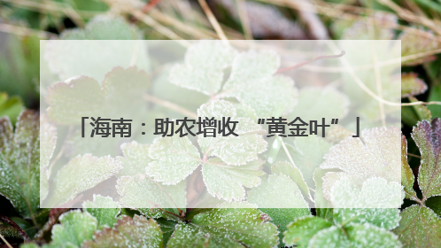 海南：助农增收 “黄金叶”