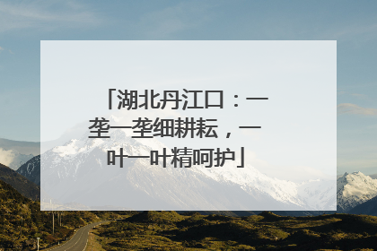 湖北丹江口:一垄一垄细耕耘,一叶一叶精呵护