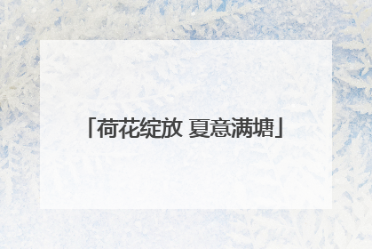 荷花绽放 夏意满塘