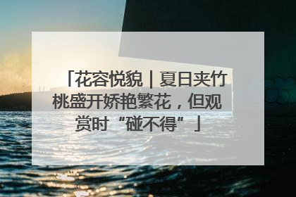花容悦貌｜夏日夹竹桃盛开娇艳繁花，但观赏时“碰不得”
