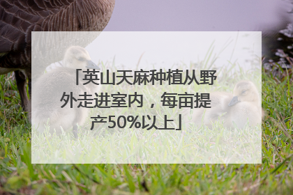 英山天麻种植从野外走进室内，每亩提产50%以上