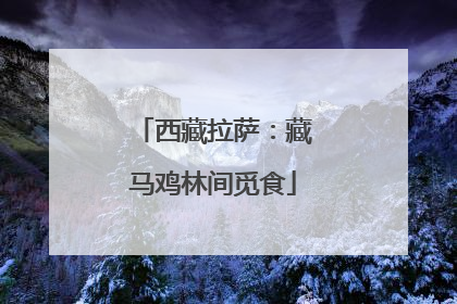 西藏拉萨：藏马鸡林间觅食