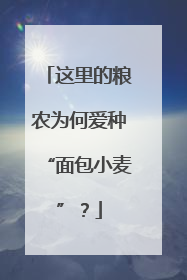 这里的粮农为何爱种“面包小麦”？