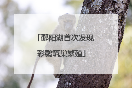 鄱阳湖首次发现彩鹮筑巢繁殖