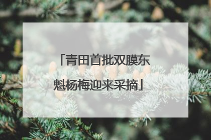 青田首批双膜东魁杨梅迎来采摘