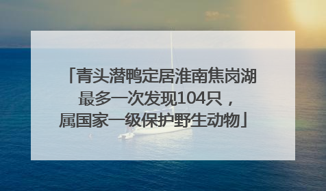 青头潜鸭定居淮南焦岗湖 最多一次发现104只，属国家一级保护野生动物