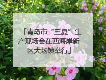 青岛市“三夏”生产现场会在西海岸新区大场镇举行