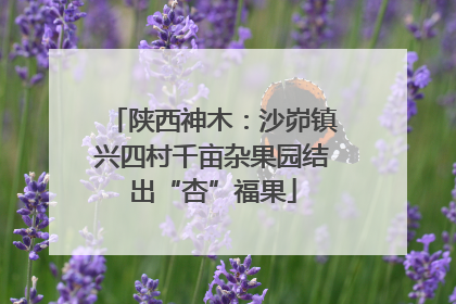 陕西神木：沙峁镇兴四村千亩杂果园结出“杏”福果