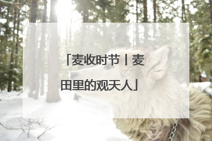 麦收时节丨麦田里的观天人