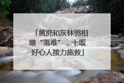 黄麂和灰林鸮相继“落难”，十堰好心人接力施救